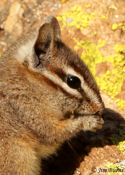 Cliff Chipmunk breakfast at sunrise close-up--0299--2